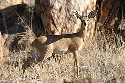 Dondoo-nyika (Raphicerus campestris)