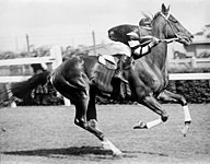 Jim Pike and Phar Lap at Flemington Racecourse, 1930.