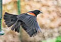 Leaving a feeder in suburban St. Louis, Missouri.