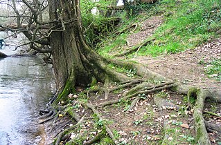 Système racinaire d'un orme lisse