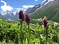 Beautiful purple flowers in VoF