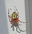 Marbled Orbweaver 2