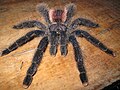 Avicularia urticans