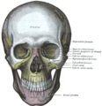 Menneskets kranium (forfra).