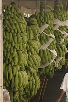 Large plaintains labeled for sale with stickers reading "BANACOL #4235 C O L O M B I A", sold in Norway in what appears to be a cardboard box.