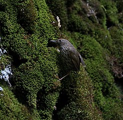 in Kullu - Manali District of Himachal Pradesh, India