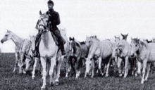 Photo noir et blanc d'un cavalier devant un groupe de chevaux libres