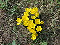 Sternbergia lutea dite vendangeuse