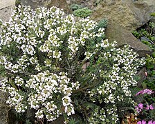 Ezkaia (Thymus vulgaris)