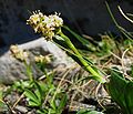 Valeriana celtica