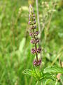 Inflorescence