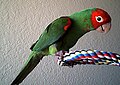 Cherry-headed Conure