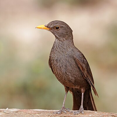 Common blackbird