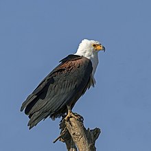 Grand oiseau noir, posé sur une branche ou un tronc coupé. Tête blanche, fort bec jaune, crâne plat.