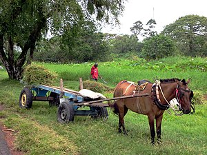 Paard en wagen in de botanische tuin