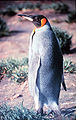 King Penguin on Heard Island, Australia