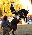 Jineteada en la Criolla del Prado en Montevideo, Uruguay