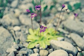 Pinguicula vulgaris L. — Grassette vulgaire. — (Common butterwort). Carnivorous plant, Mc Donald River[30][31] bank