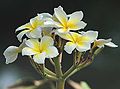 Plumeria alba