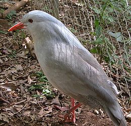 A család egyetlen élő faja a kagu (Rhynochetos jubatus)