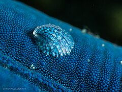 Thyca crystallina reproduit la couleur de son hôte Linckia laevigata.