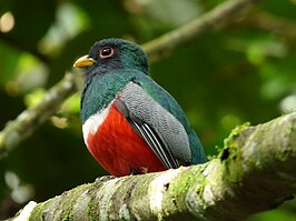 Gekraagde trogon