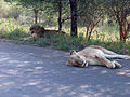 Article Kruger National Park