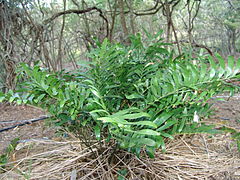 Zamia portoricensis.