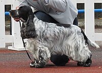 Blue roan Cocker Spaniel