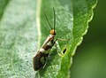 Micropterix schaefferi