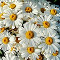 Leucanthemum × superbum