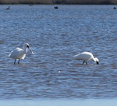 Royal spoonbills