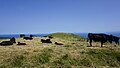 赤ハゲ山で草を食む牛