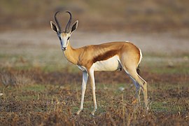 Springbok (Antidorcas marsupialis).