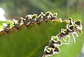 Plantules apparaissant au bord des feuilles de Kalanchoe daigremontiana.