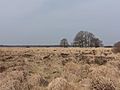 panorama op het Dwingelderveld