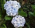 Hydrangea macrophylla