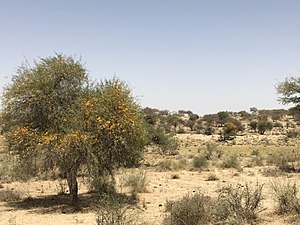 Paysage broussailleux dans le Thar pakistanais.