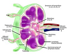 Human lymph node