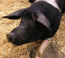 A Wessex Saddleback at the Sydney Royal Easter Show.