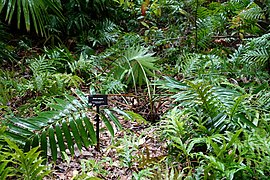 Zamia variegata.