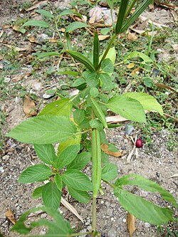 Mlenda (Corchorus olitorius)