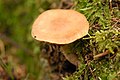 !Cortinarius renidens!