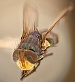 Mosca, moscon, Calliphoridae.