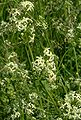 Galium album