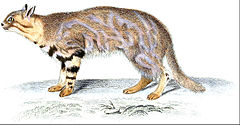 L. c. pajeros. Illustration by Jean-Gabriel Prêtre (1844)