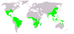 Distribuição (a verde)