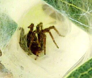 Female in silk tunnel