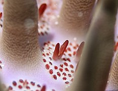 Un pédicellaire et les papules respiratoires (rétractées) entre les piquants d'une Acanthaster planci.