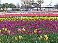 Festival de tulipanes en Inashiki.